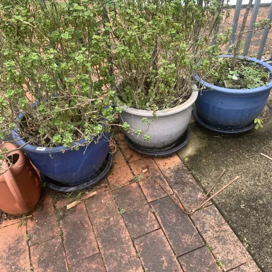 Assorted Potted Plants