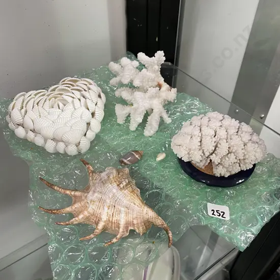 Assortment of Shells and Coral