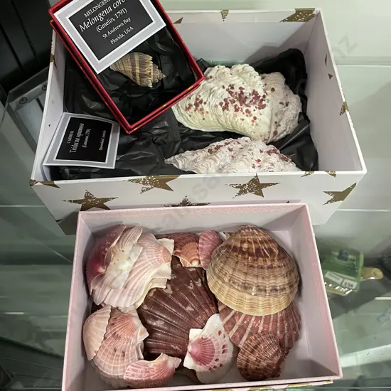 Box of Assorted Sized Scallop Shells with Box Clam Shells with Boxed Conch Shell