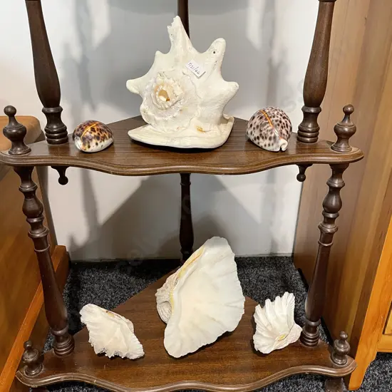 Assorted Collectable Shells